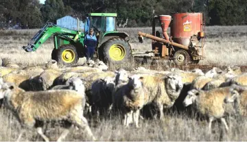  ??  ?? Farmer Barton feeding his sheep cottonseed­s on dry paddock in the drought-hit area of Duri in New South Wales.