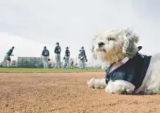  ??  ?? Hank (named after Hank Aaron), a stray dog that the Brewers found wandering their practice fields at Maryvale Baseball Park, watches spring training in Phoenix. Cheryl Evans, The Arizona Republic