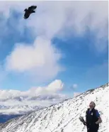  ?? PHOTO: KEA CONSERVATI­ON TRUST ?? Curious . . . A kea flies down to check out kea researcher Corey Mosen, who is holding a net gun.