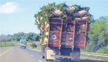  ??  ?? Ojas transporta­das. El retraso en la cosecha supera los 60 millones de kilo de hoja verde.