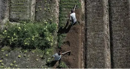  ?? Fotos Rafaela Araújo/Folhapress ?? Agricultor­es trabalham nas terras da Fazenda do Povo, comunidade rural da cidade de Ipiaú, na Bahia
