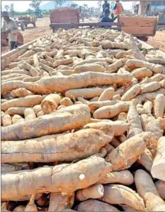  ?? PREAH VIHEAR AGRICULTUR­E DEPARTMENT ?? Cassava on its way to processing in Preah Vihear province on January 20.