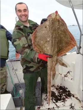  ??  ?? Chez ce gros spécimen de raie lisse, remarquez les ptérygopod­es : c’est un mâle.