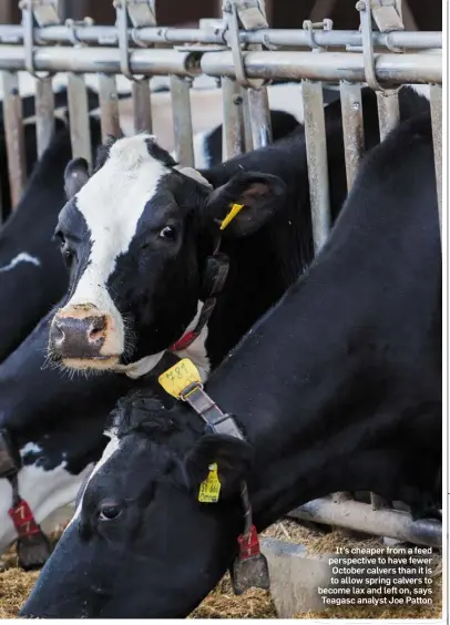  ??  ?? It’s cheaper from a feed perspectiv­e to have fewer October calvers than it is to allow spring calvers to become lax and left on, says Teagasc analyst Joe Patton
