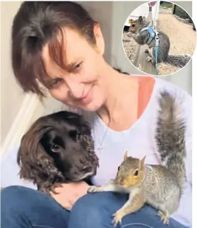  ??  ?? Sandy the squirrel with Daveen McCallion and her pet dog in their Bristol home and, above, Sandy in her harness