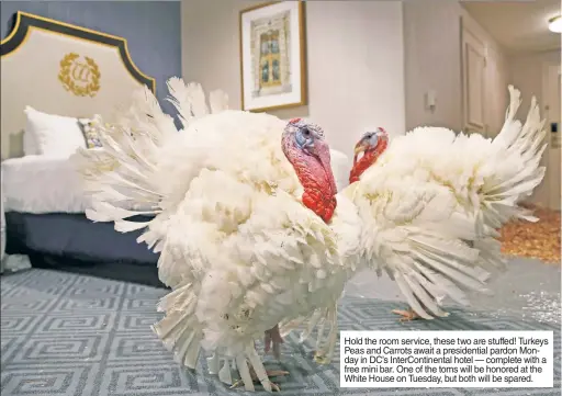  ??  ?? Hold the room service, these two are stuffed! Turkeys Peas and Carrots await a presidenti­al pardon Monday in DC’s InterConti­nental hotel — complete with a free mini bar. One of the toms will be honored at the White House on Tuesday, but both will be spared.