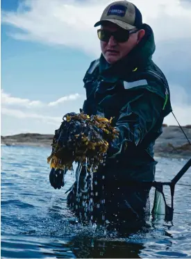  ?? FOTO: RASMUS TIKKANEN ?? Mera lokalt än så här blir det knappast. Ari Ruoho dyker själv efter blåstång i havet utanför Torra Mjölö i Finska viken.