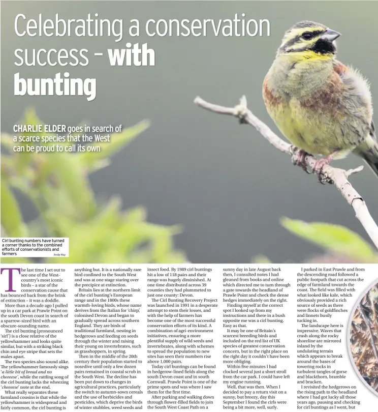  ?? Andy Hay ?? Cirl bunting numbers have turned a corner thanks to the combined efforts of conservati­onists and farmers