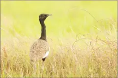  ?? SUPPLIED ?? The proposed constructi­on of a power line across the Tonle Sap floodplain further threatens the critically endangered Bengal Florican. Over half of the global population may be put at risk.