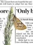  ??  ?? Chequered skipper died out in England in 1976