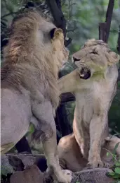  ??  ?? A pair of Asiatic lions in their enclosdure inside the Delhi zoo on Sunday. —