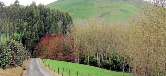  ?? PHOTOS: ANDREA FOX/STUFF ?? Kawa Mountain hosts most of the Forsythe farm’s forestry business.