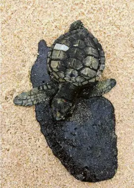  ?? Pedro Accioly/ Divulgação ?? Tartaruga encontrada morta em Itacimirim, praia do município de Camaçari, na Bahia