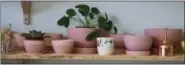  ?? COURTESY PHOTO SANTIAGO CUESTA ?? Looking for the latest in haute home interior design? Think houseplant­s, especially the so-popular Pilea Peperomioi­des.