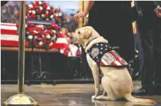  ?? AP PHOTO/MANUEL BALCE CENETA ?? Sully, former President George H.W. Bush’s service dog, pays his respects to Bush at the U.S. Capitol in Washington on Tuesday.