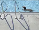  ??  ?? Wally, a 12-year-old Vizsla owned by Ben and Rylie Meer, swims in the deep end of the pool. Ben Meer commented that the dog swim is Wally’s favorite day of the year “besides his birthday.”