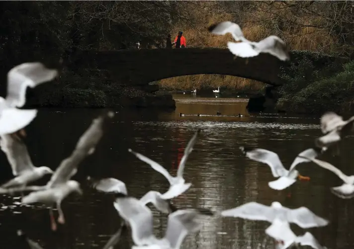  ??  ?? Gulls take flight as people stand on the bridge over the pond in St. Stephen's Green, Dublin, Ireland on Sunday. Photo: AP