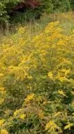  ??  ?? Goldenrod (Solidago).