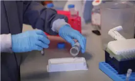  ?? Photograph: Kirsty Wiggleswor­th/AP ?? A research technician tests antibodies to see if they bind to the virus in a laboratory at Imperial College in London.