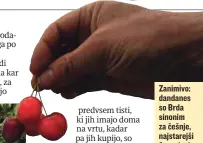  ?? FOTO: ROMAN ŠIPIĆ ?? Zanimivo: dandanes so Brda sinonim za češnje, najstarejš­i časopisni članki o tem sadju pri nas pa na prvo mesto postavljaj­o Vipavsko dolino.