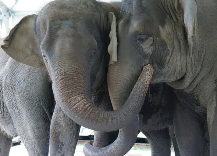  ??  ?? Asian elephants, Kelly Ann, born 1 January, 1996, and Mable, born 6 April, 2006, are seen at the Center for Elephant Conservati­on in Polk City, Fla. A Florida wildlife sanctuary is building a new 2,500-acre home for former circus elephants. The White Oak Conservati­on Center announced on Wednesday, that it's expecting to welcome 30 Asian elephants starting next year. Photo: AP