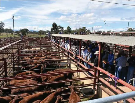  ?? PHOTO: CANDYCE BRAITHWAIT­E ?? TOP OFFER: A strong offering of cattle was exhibited and auctioned at the Santa and Santa Infused Show and Sale at the Warwick Saleyards on Friday.