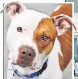  ??  ?? POOR POOCH: Duke (above) was put down despite Emily Ann (right with rescue dog Odysseus) offering to adopt.