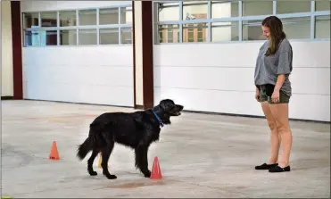  ?? YORK TIMES VIA MONIQUE UDELL/OREGON STATE UNIVERSITY VIA THE NEW ?? In an undated image provided via Monique Udell and Oregon State University, a moment from a study of young dog owners at Oregon State University. Family dogs match their movements to those of the children they live with, according to the poignant new study of young people and their pets.