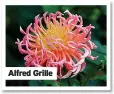  ??  ?? Alfred Grille