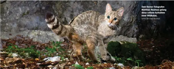  ??  ?? Dem Berner Fotografen Matthias Neuhaus gelang diese seltene Aufnahme einer Wildkatze.
FOTOS: MATTHIAS NEUHAUS