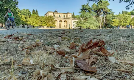  ?? (Cambi/Sestini) ?? Prato monocolore
Erba ingiallita e foglie a terra al Giardino delle Scuderie Reali al piazzale di Porta Romana