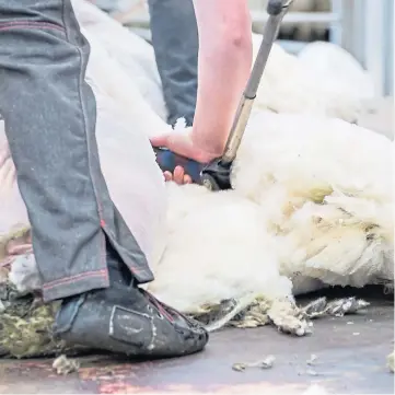  ?? ?? SHEAR PROFIT: British Wool said it would be making payments worth £8.4 million.