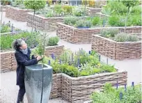  ??  ?? ● The new physic garden at Holyrood Palace in Edinburgh