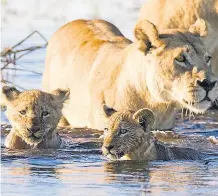  ?? ISTOCK ?? Familia de leones en el Delta del Okavango(Botsuana).