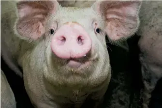  ??  ?? Le prix du porc s’est littéralem­ent écroulé depuis le début de juin.