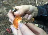  ?? - Acadie Nouvelle: Anthony Doiron ?? Il y a plusieurs façons d’identifier un champignon. François Sormany observe la couleur du liquide qui s’écoule de l’incision qu’il a faite au chapeau de celui-ci.