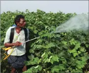 ?? PHOTO: REUTERS ?? A labourer sprays pesticides on geneticall­y modified cotton crops in Guntur, Andhra Pradesh, India.