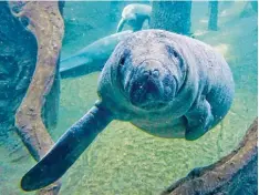  ?? Foto: Daniel Karmann, dpa ?? Gemächlich treibt diese Amazonas Seekuh durch das Becken des Manati Hauses im Nürnberger Zoo.