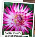  ?? ?? Dahlia ‘Carol’s Spanish Dancer’ and, below, bright streptocar­pus
