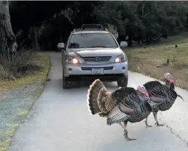  ??  ?? Wild turkeys temporaril­y block a car at the Lafayette Reservoir.