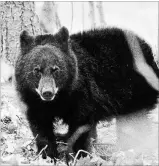  ??  ?? Orphaned black bear cub encountere­d by journalist Paul Gains while camping in Killarney.