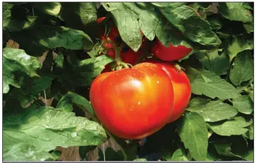 ??  ?? Mid-August is not too late to plant a new crop of tomatoes using transplant seedlings.