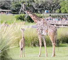  ?? CORTESÍA DISNEY ?? Aella, la jirafa masai bebé y su madre Lily en Disney Animal Kingdom.