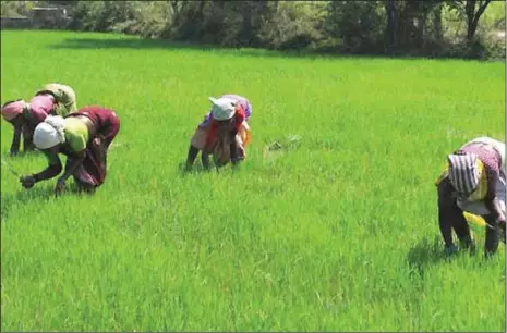  ?? SOURCE: AgroNigeri­a ?? Local rice production in Nigeria