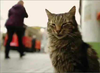  ??  ?? “Kedi” is the story of Istanbul’s cat population. It will be screened Saturday, July 29, 5 p.m., at the Lincoln Alexander Centre.