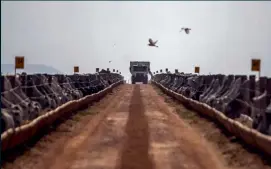 ?? ?? Un camión de alimentaci­ón conduce por un camino de tierra en un gran corral de engorde en Pará.