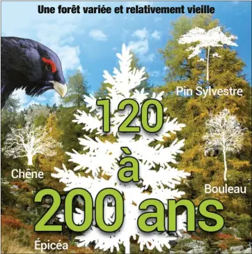  ??  ?? Diversité et maturité sont les maîtres mots de la forêt du grand tétras.