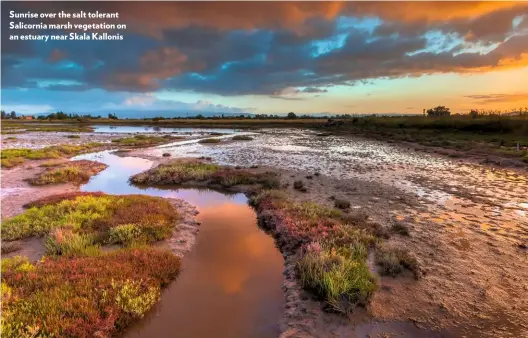  ??  ?? Sunrise over the salt tolerant Salicornia marsh vegetation on an estuary near Skala Kallonis