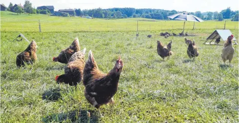  ?? FOTOS: GEMPP ?? 500 Hühner leben in Hergatz im sogenannte­n mobilen Hühnerstal­l und liefern täglich frische Eier für den Automaten der Hagspihls.