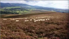  ??  ?? Wicklow Uplands Council carried out a detailed study of the whole uplands.